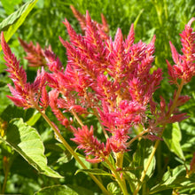 Load image into Gallery viewer, Celosia &#39;Pink Sunrise Mix&#39; Seeds
