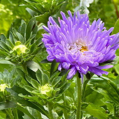 Aster 'Tall Peony Duchesse' Seeds