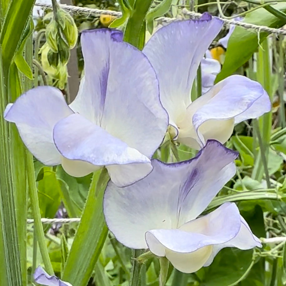 Sweet Pea ‘Blue Ripple' Seeds