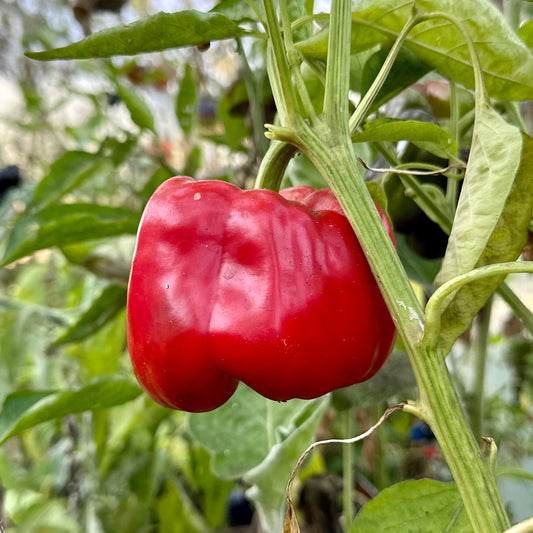 Capsicum 'Californian Wonder' 35 Seeds
