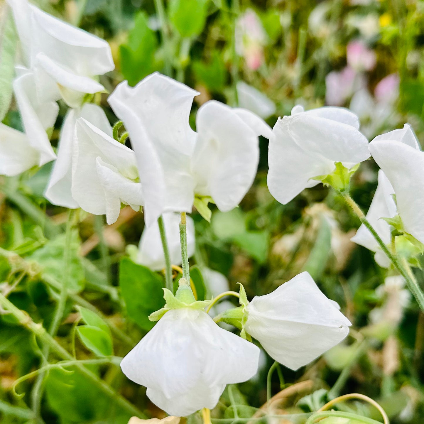 Sweet Pea ‘White Scented Mix’ Seeds.
