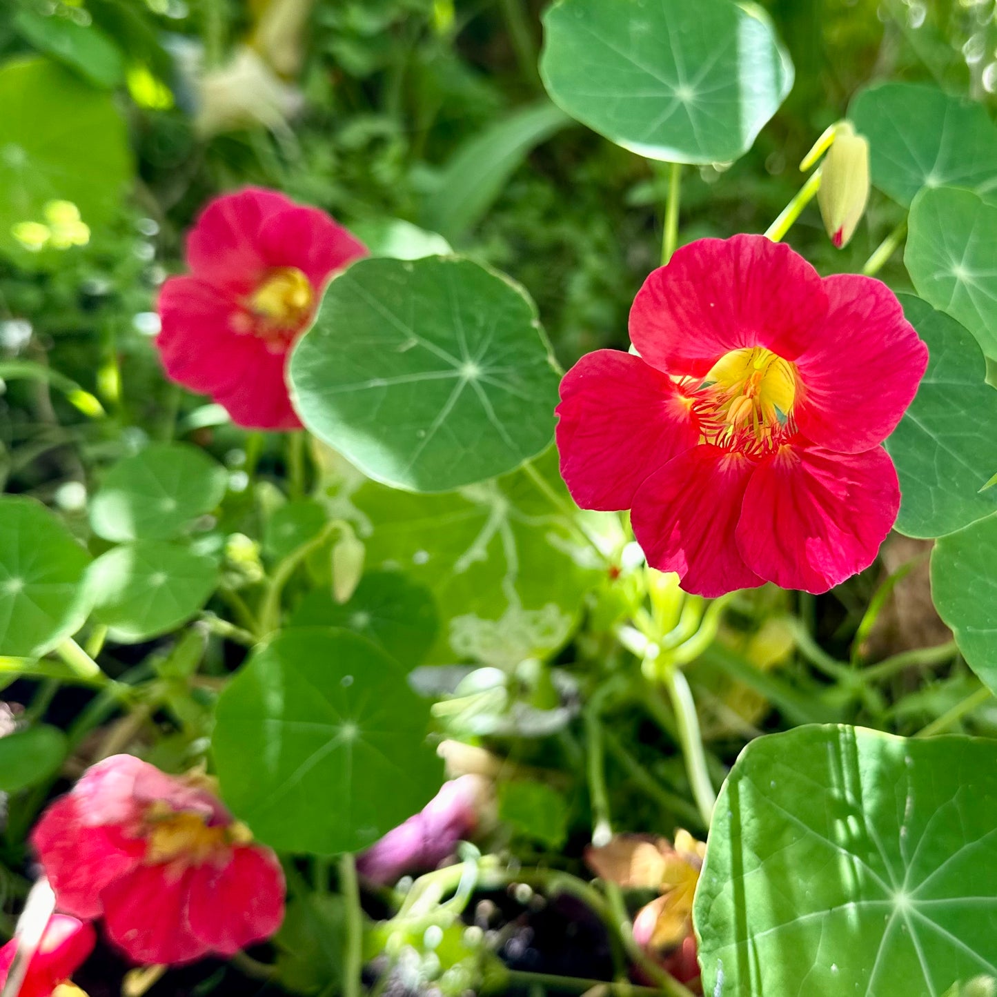Nasturtium Double Jewel 'Cherry Rose’ Seeds