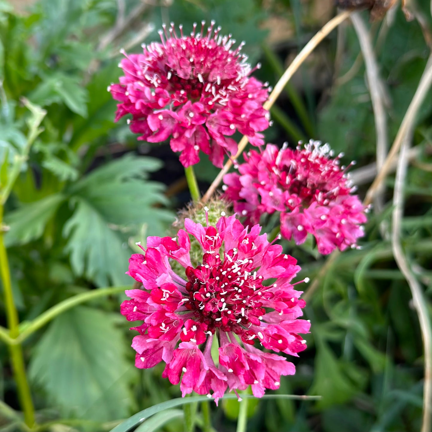 Pincushion Flower Scabiosa 'Beaujolais Bonnets' Seeds
