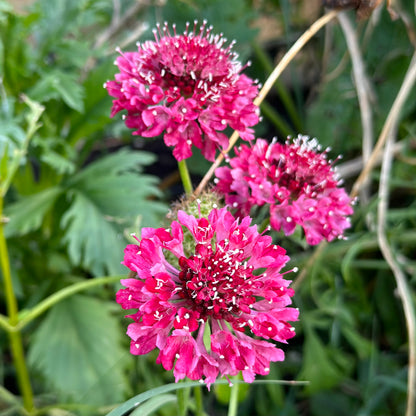 Pincushion Flower Scabiosa 'Beaujolais Bonnets' Seeds