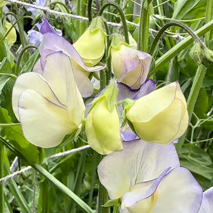 Sweet Pea ‘Blue Ripple' Seeds