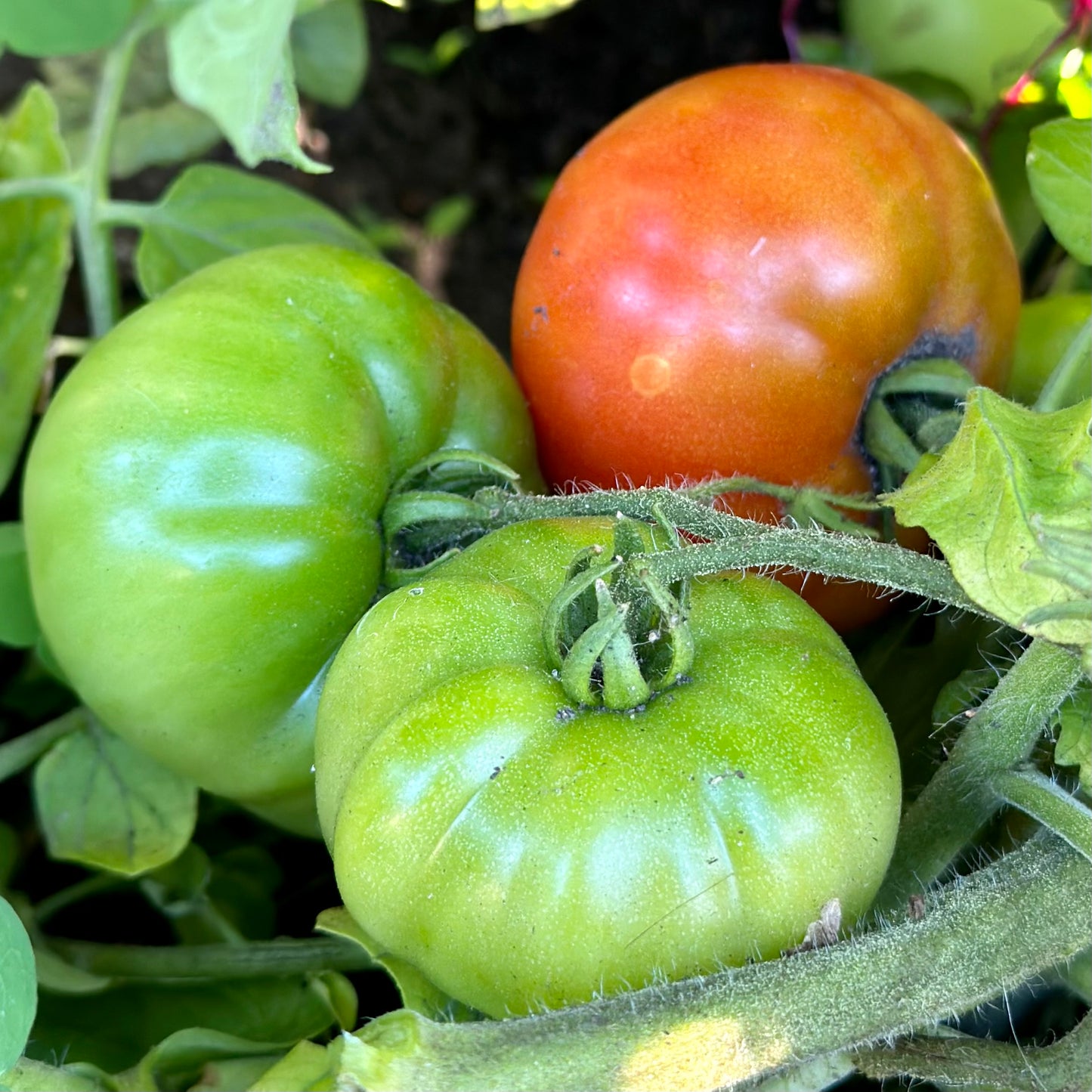 Tomato 'Beefsteak' Seeds