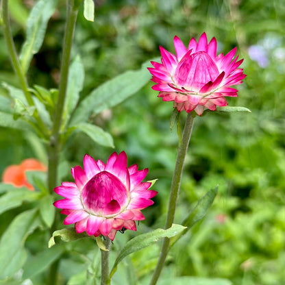 Everlasting Daisy - Bright Rose Pink 100 Seeds
