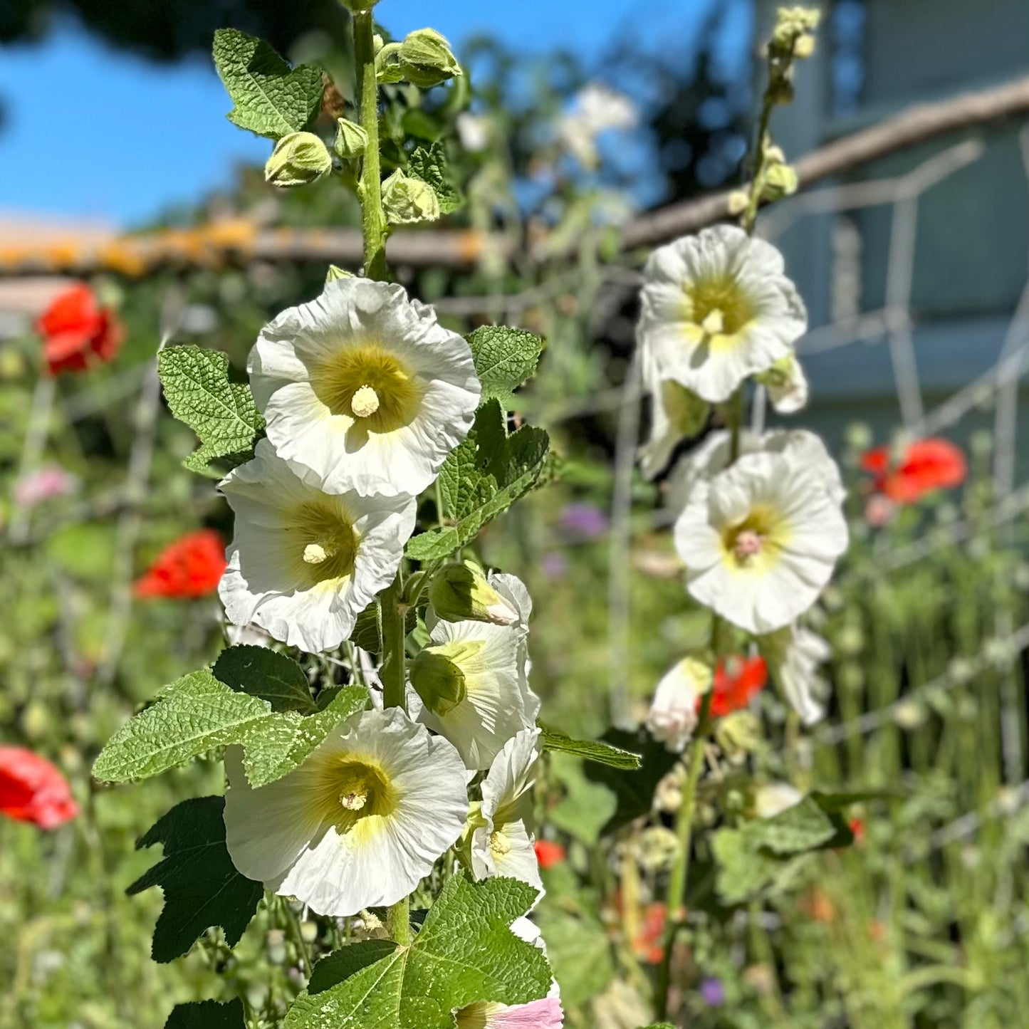 Hollyhock 'Helston Cream' Seeds