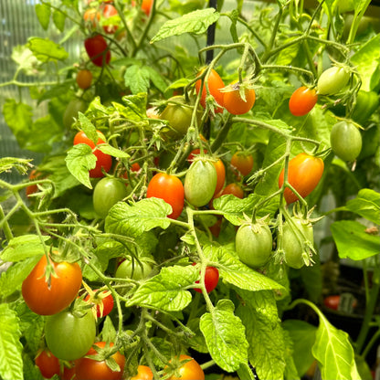 Micro Tomato ‘Laura’ 25 Seeds