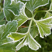 Load image into Gallery viewer, Parsley Italian Improved Seeds
