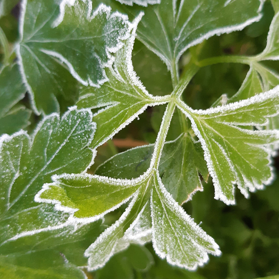 Parsley Italian Improved Seeds