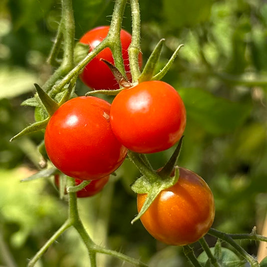 Tomato Cherry Mix Seeds