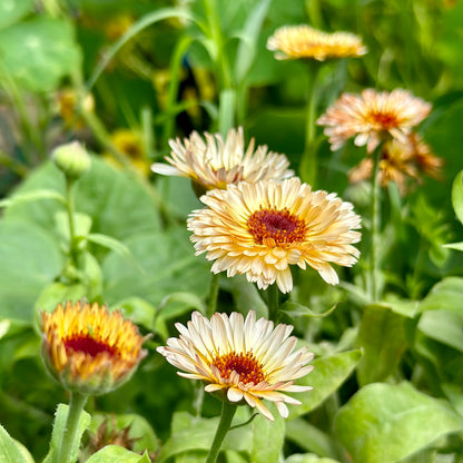 Calendula 'Pygmy Buff' Seeds