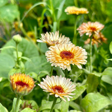 Load image into Gallery viewer, Calendula &#39;Pygmy Buff&#39; Seeds
