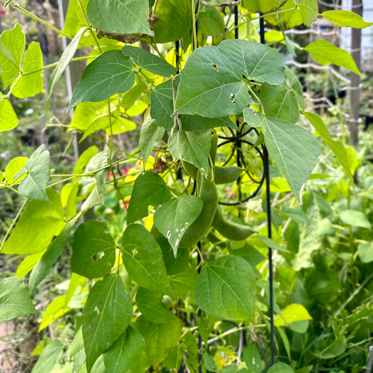 Runner Bean 'White Lady’ Seeds
