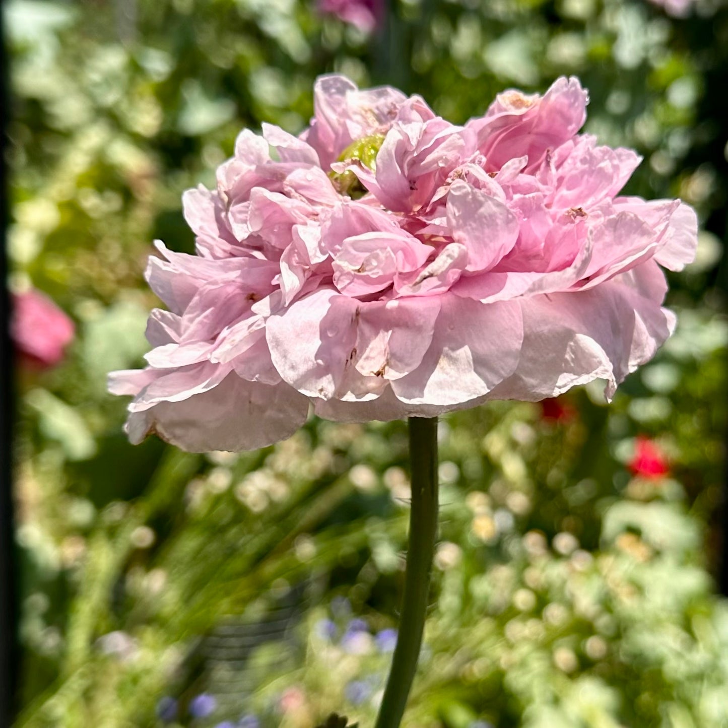 Peony Poppy Duchess of Kent Seeds