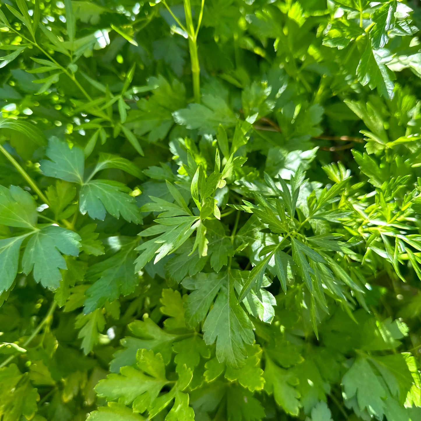 Parsley ’Laura’ 200 Seeds