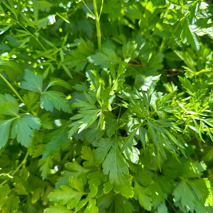 Parsley ’Laura’ 200 Seeds