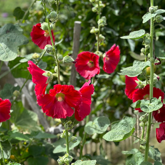 Hollyhock 'Mrs Miller' Cherry Red Seeds