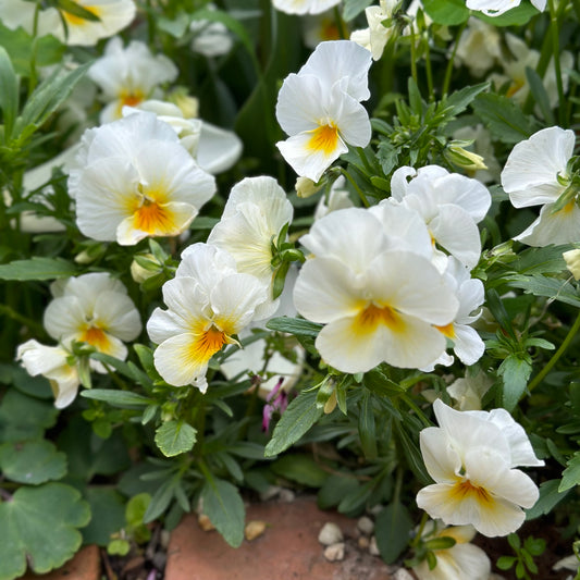 Pansy 'Swiss Giants White Lady' 100 Seeds