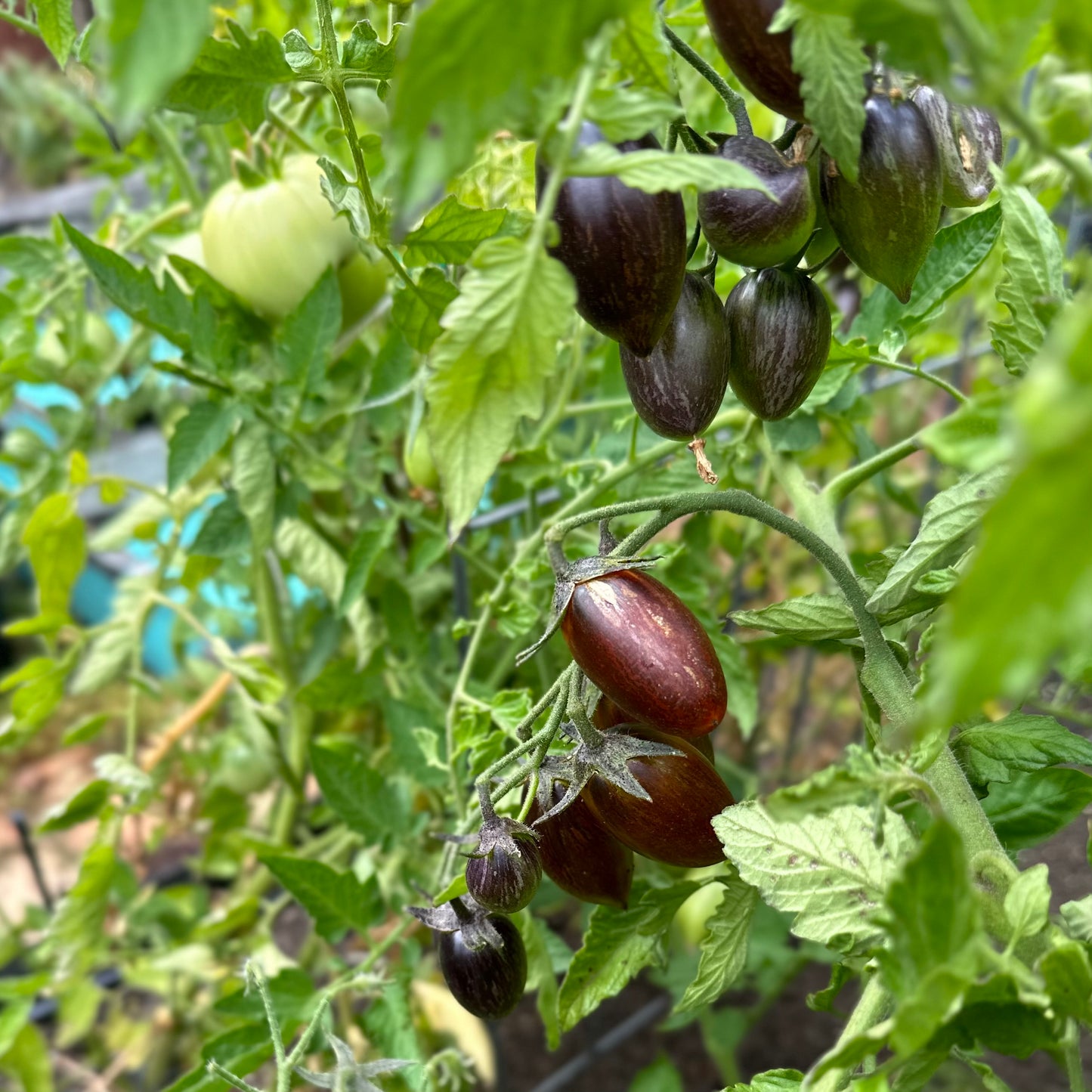 Tomato 'Cosmic Purple’ 25 Seeds COMING SOON