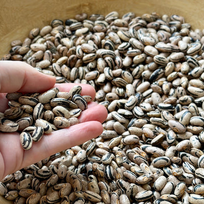 Climbing Bean ‘Jembo Polish Pole’ 40 Seeds