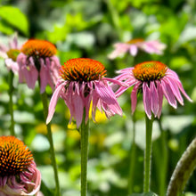 Load image into Gallery viewer, Echinacea Pallida ‘Hula Dancer’ Seeds
