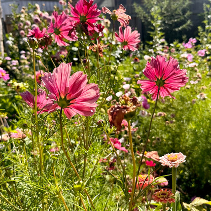Bee and Butterfly Flower Mix 3g Seeds