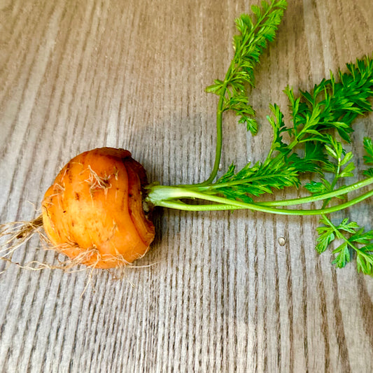 Carrot 'Paris Market' Seeds