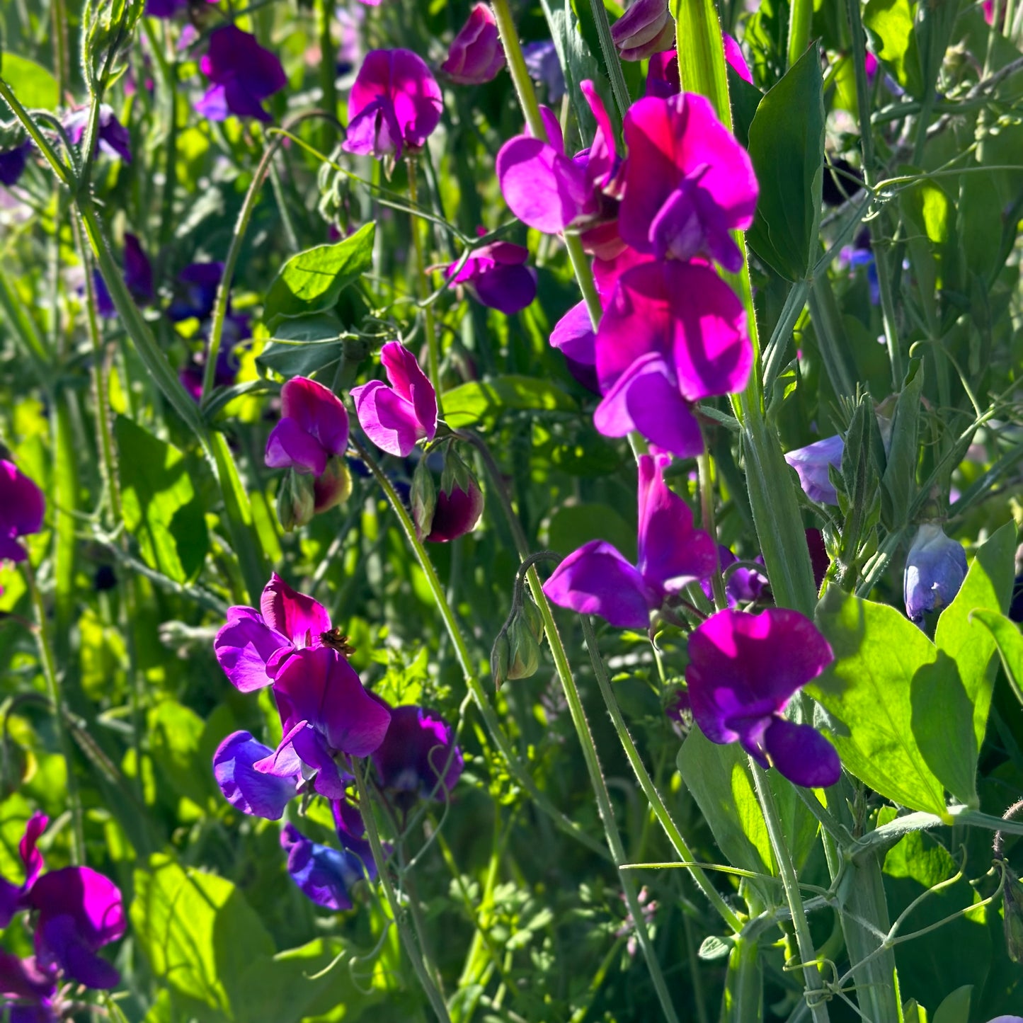 Sweet Pea ‘Blue Shift’ Seeds.