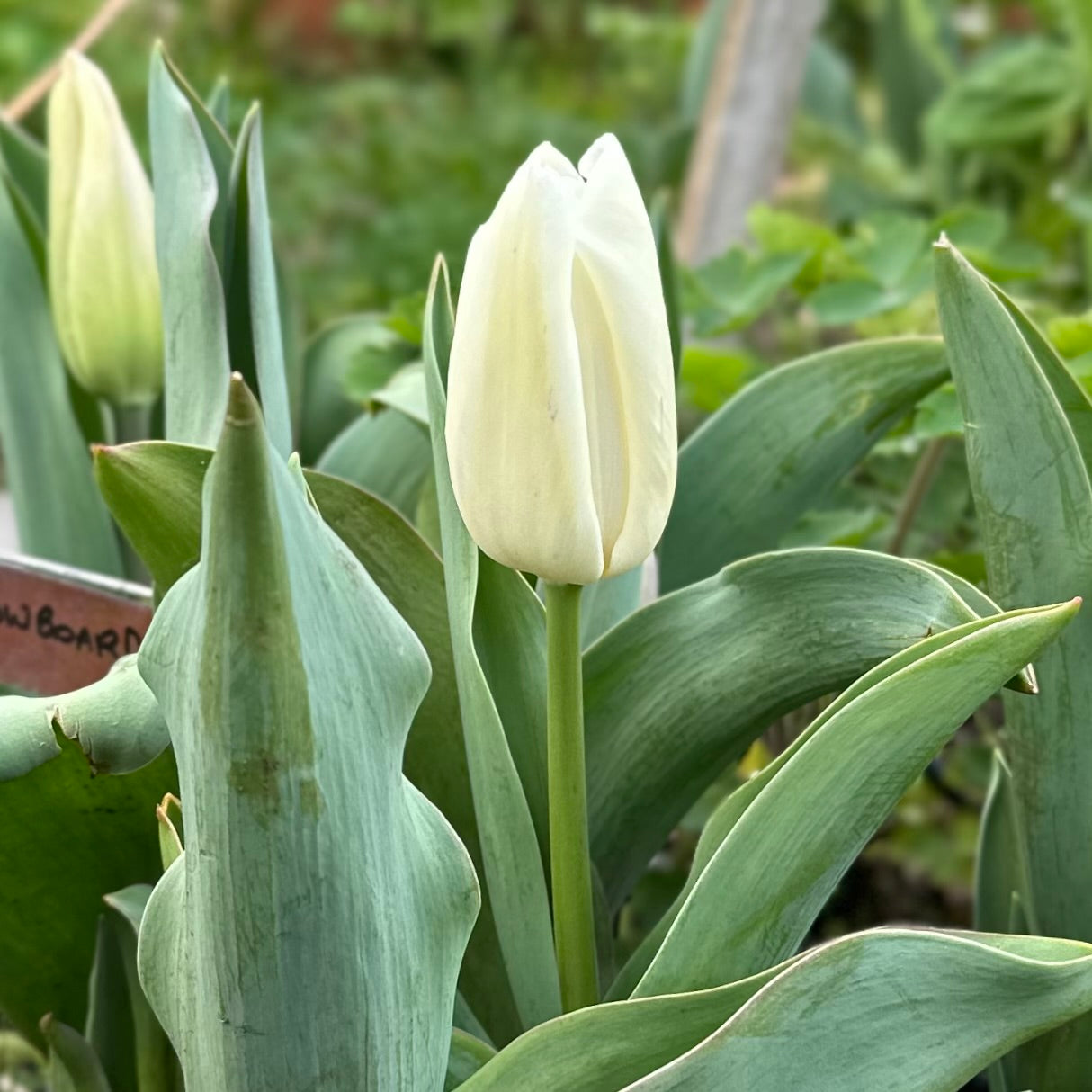Tulip -'Snowboard’ 4 Bulbs