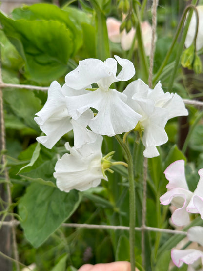 Sweet Pea ‘White Scented Mix’ Seeds.