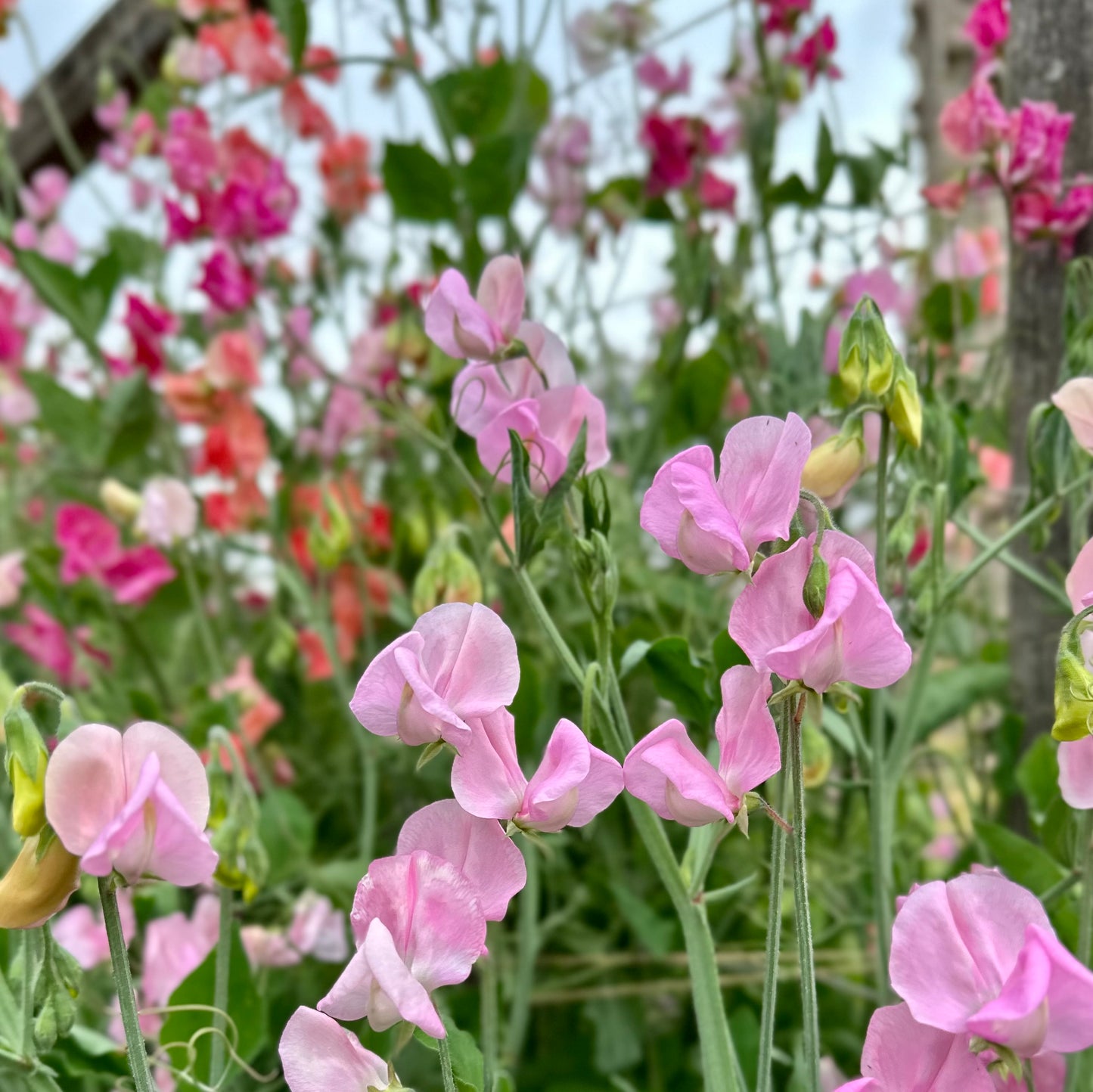Cottage Garden Flower Mix 10g Seeds