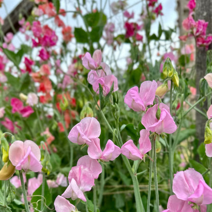 Cottage Garden Flower Mix 10g Seeds