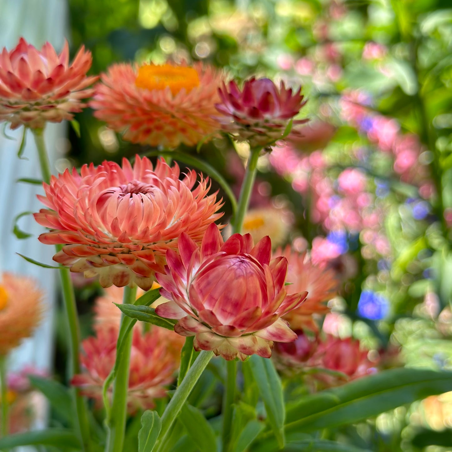 Australian Wildflower Scatter Mix 2g Seeds