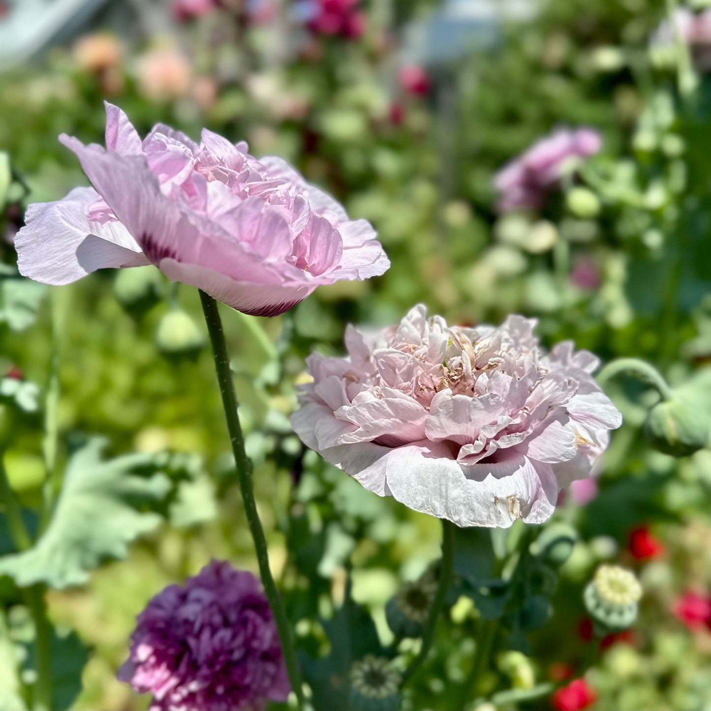 Peony Poppy Duchess of Kent Seeds