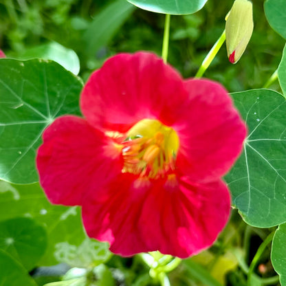 Nasturtium Double Jewel 'Cherry Rose’ Seeds
