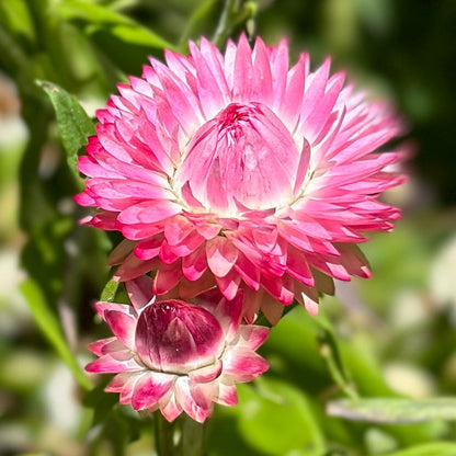 Everlasting Daisy - Bright Rose Pink 100 Seeds