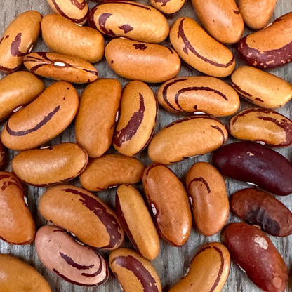 Bush Bean 'Eye of the Tiger’ Seeds