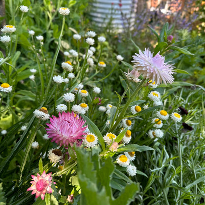 Australian Wildflower Scatter Mix 2g Seeds