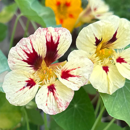 Nasturtium ‘Bloody Mary’ 12 Seeds