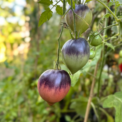 Tomato 'Sgt Peppers’ Seeds COMING SOON