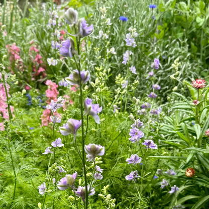 Cottage Garden Flower Mix 10g Seeds