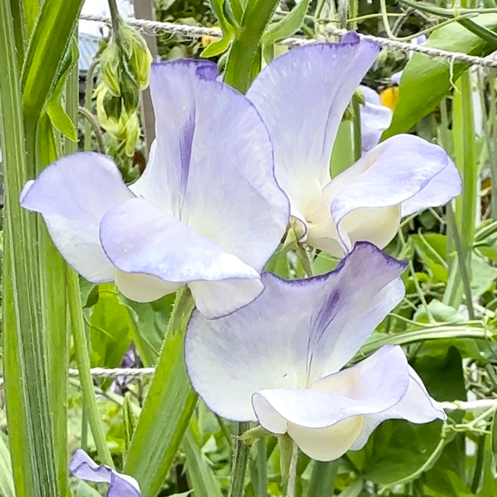 Sweet Pea ‘Blue Ripple' Seeds