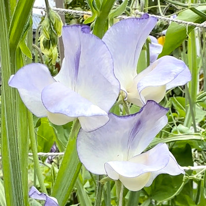 Sweet Pea ‘Blue Ripple' Seeds