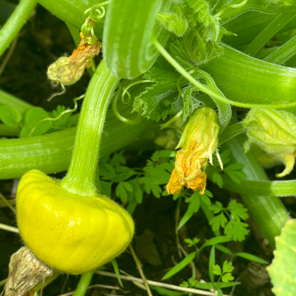 Squash ‘Tri-colour heirloom mix’ Seeds