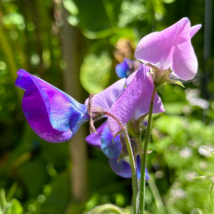 Sweet Pea ‘Blue Shift’ Seeds.