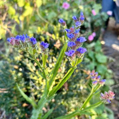 Statice 'Heavenly Blue' Seeds