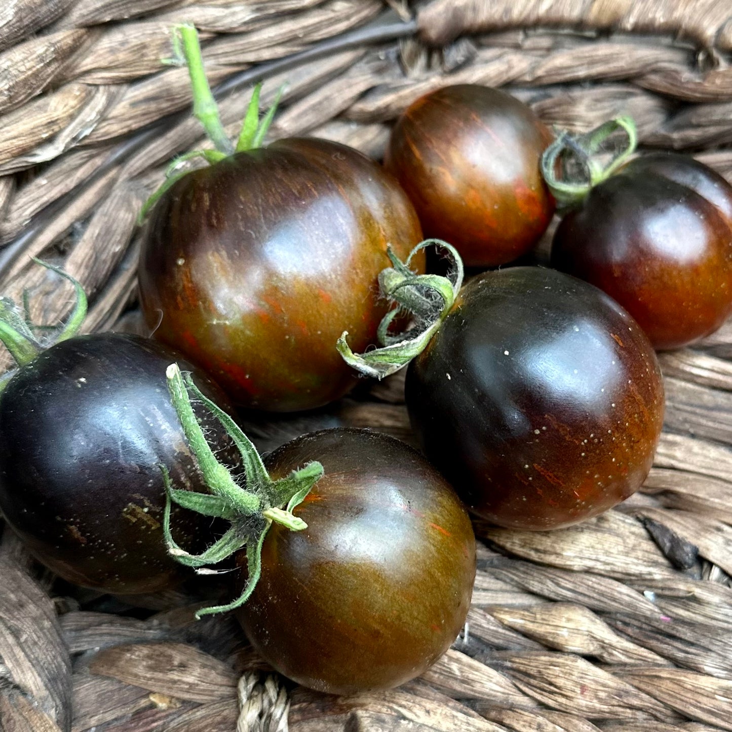 Tomato ‘Cosmic Eclipse’ Seeds COMING SOON