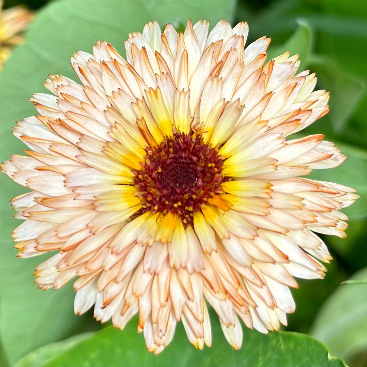 Calendula 'Pygmy Buff' Seeds